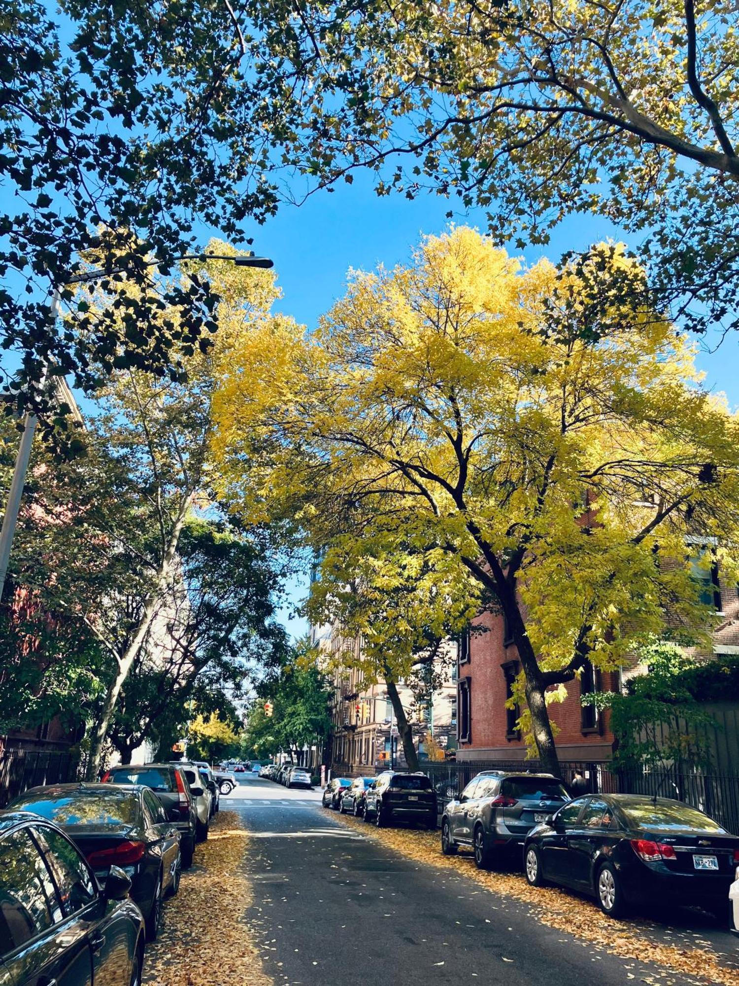 Bed and Breakfast Harlem Grand New York Exteriér fotografie